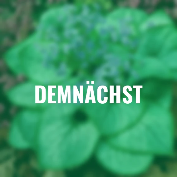 Kaukasus-Vergissmeinnicht Jack Frost®