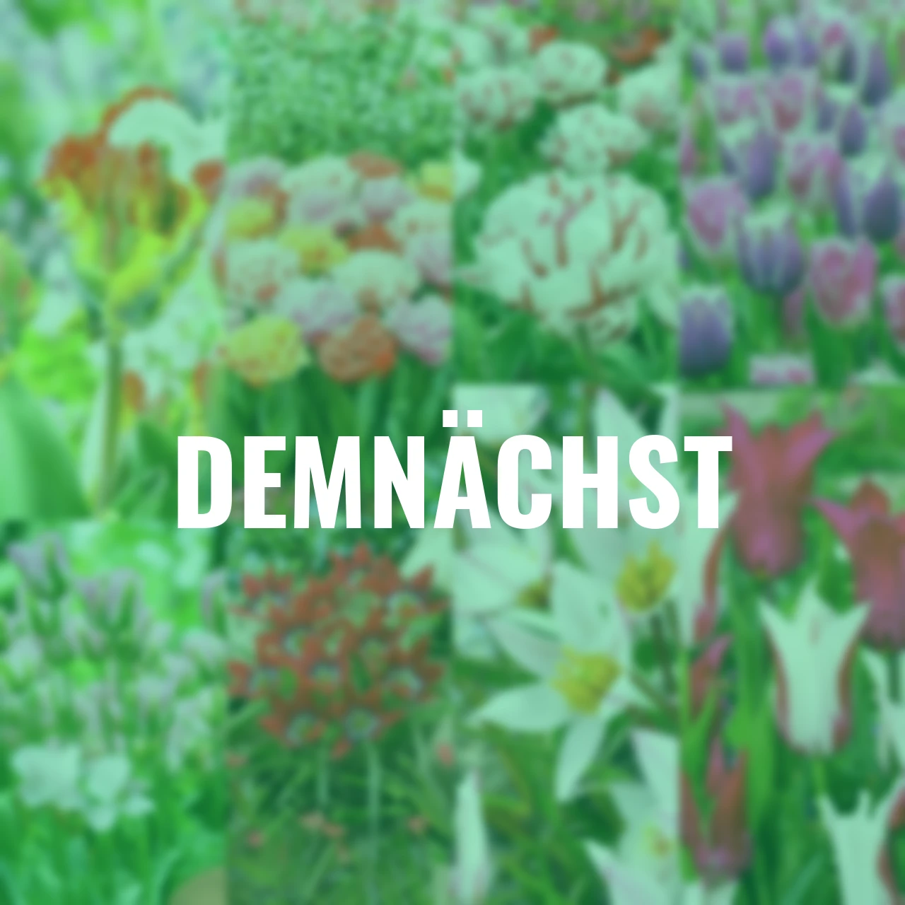 Blumenzwiebel-Set Tulpen Spezial