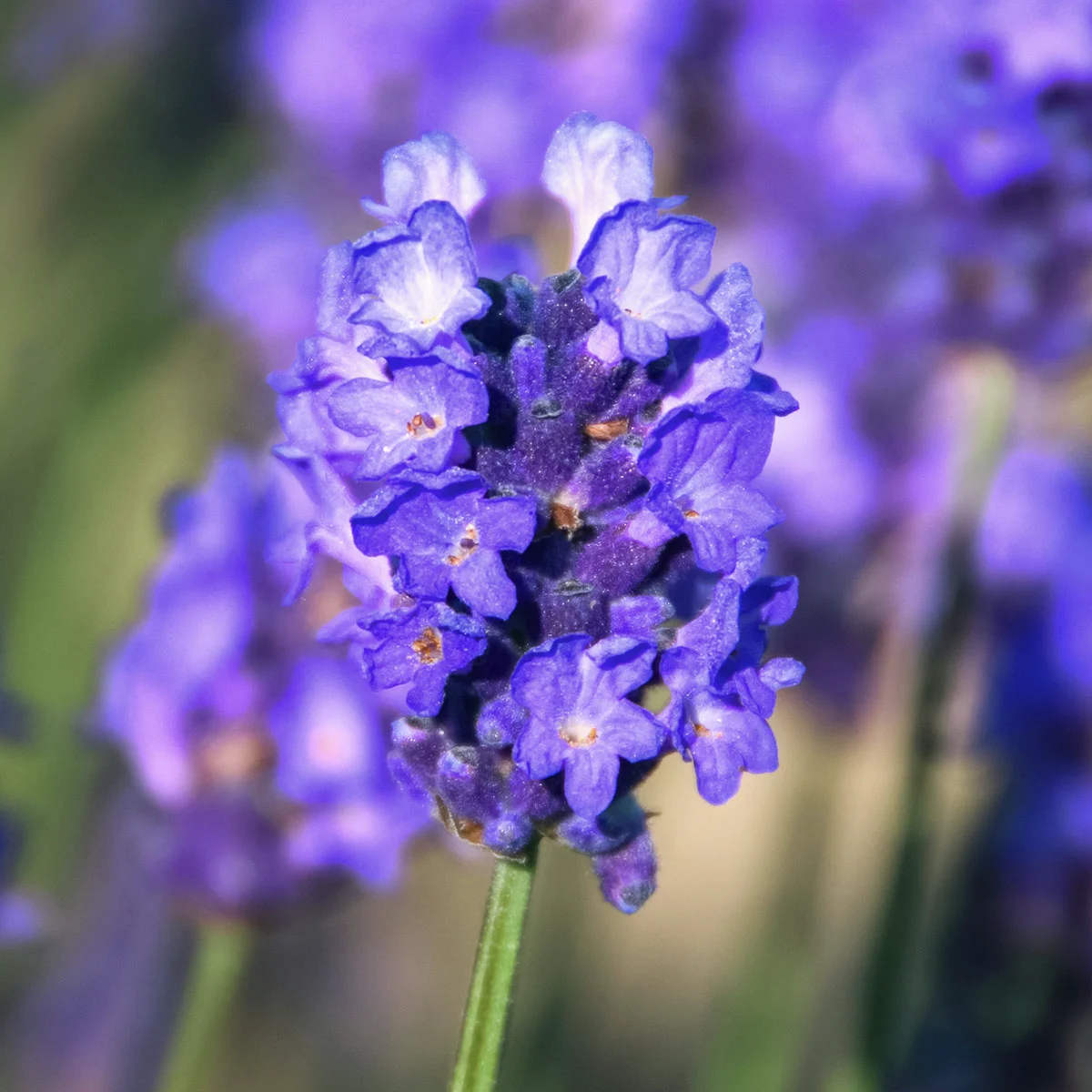 Englischer Lavendel Peter Pan