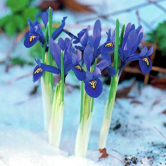 Zwerg-Iris Harmony
