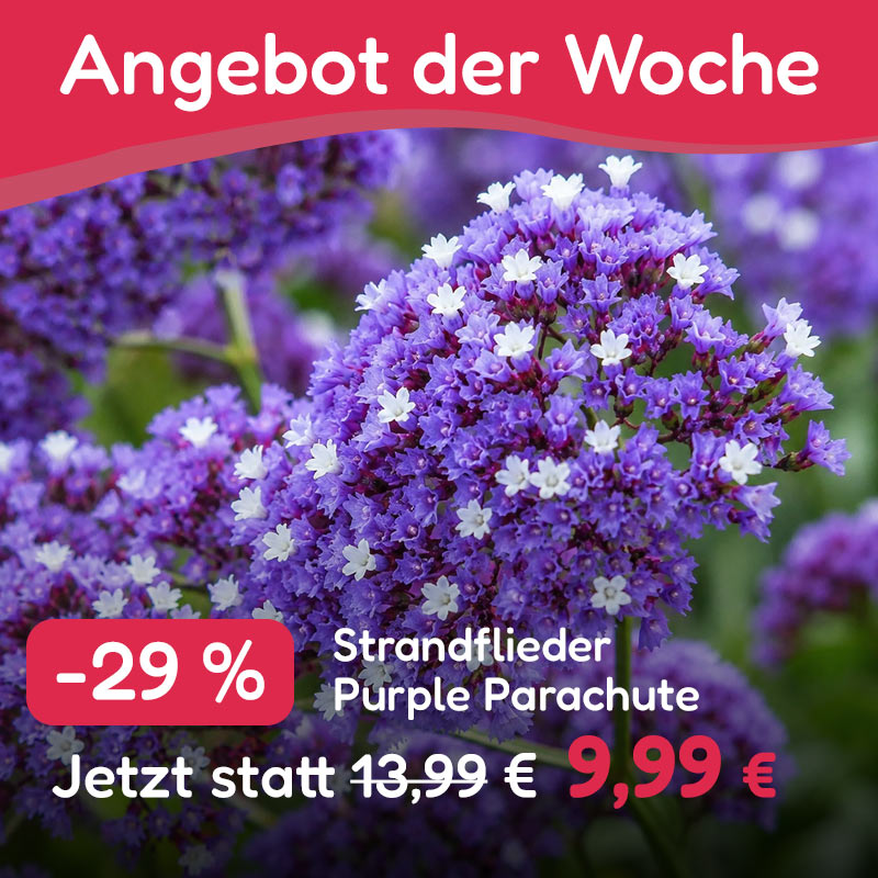 Angebot der Woche