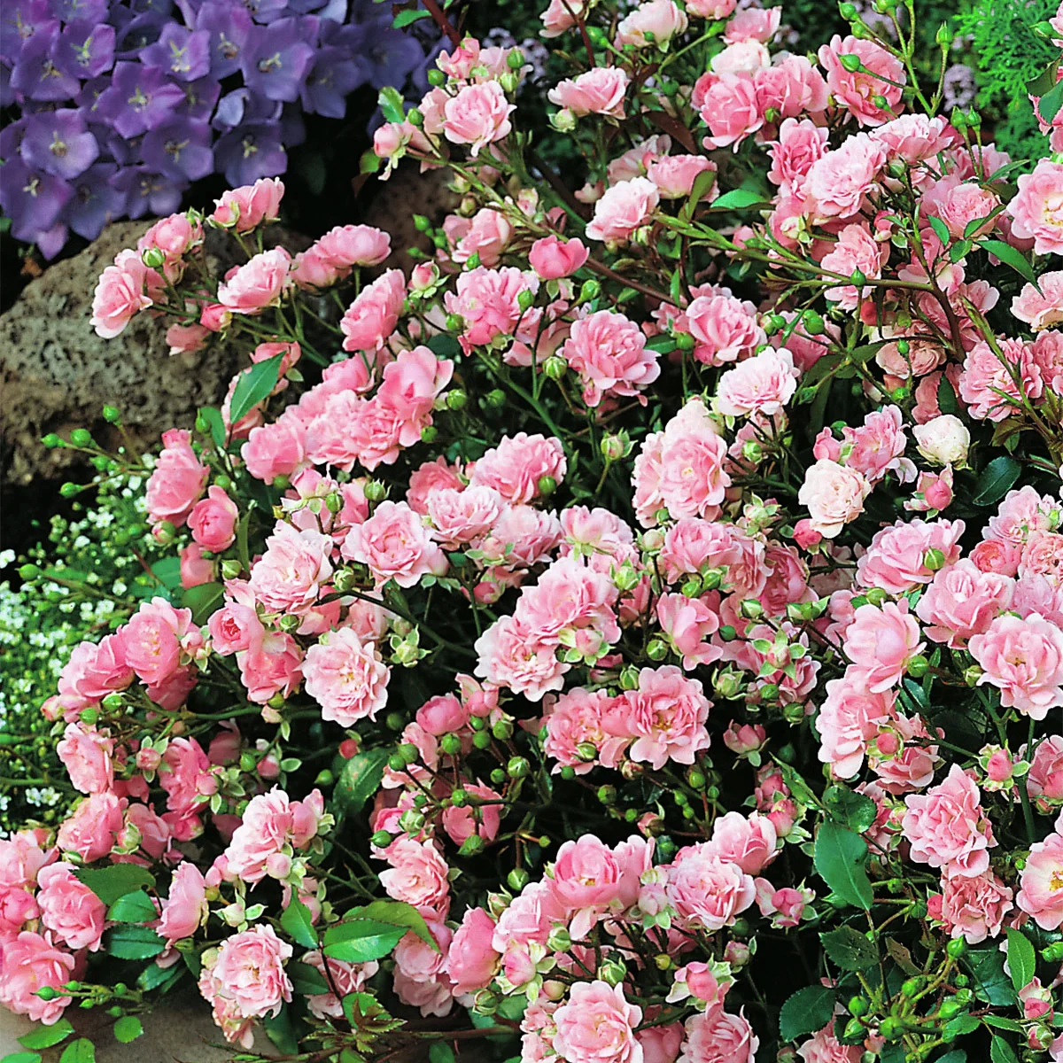 Bodendeckerrose The Fairy, rosa