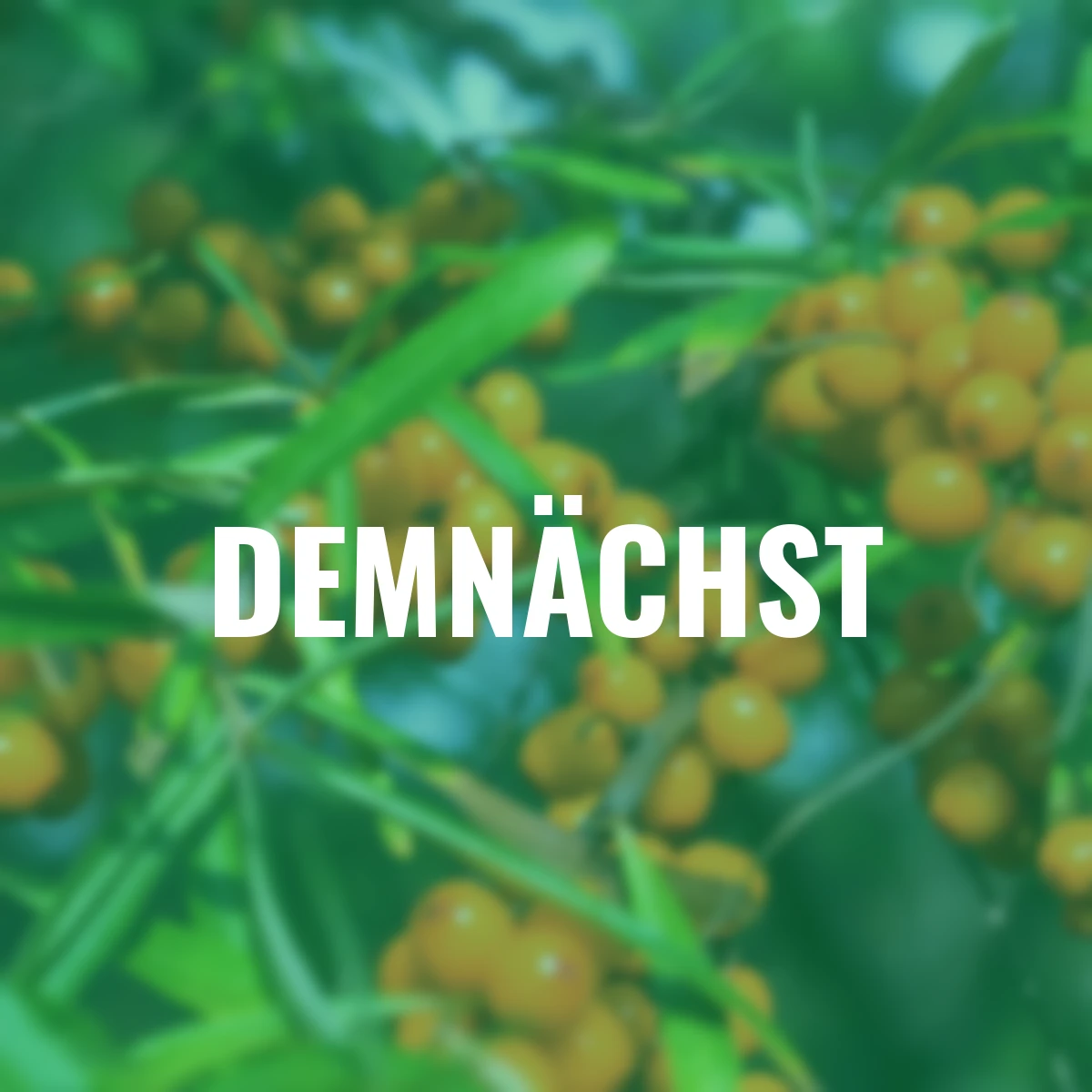 Sanddorn Vitaminhochzeit
