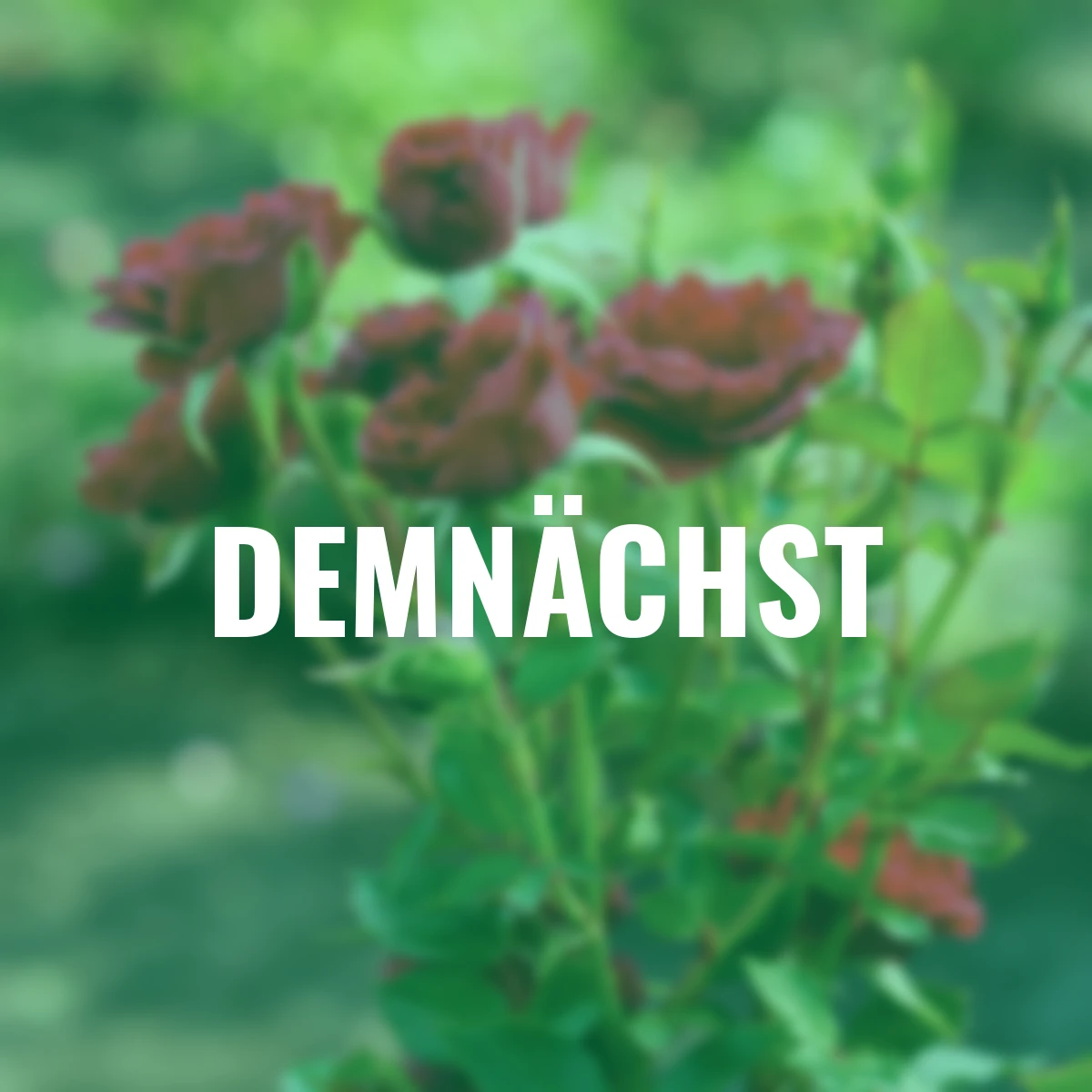 Beetrose Mauve Pixie®