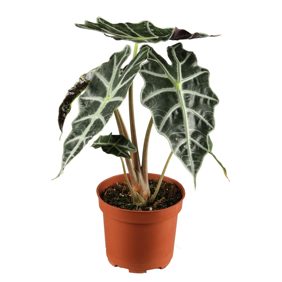 Pfeilblatt, Höhe ca. 30-40 cm