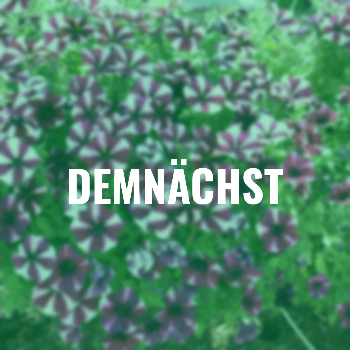 Hängepetunie Magenta Star