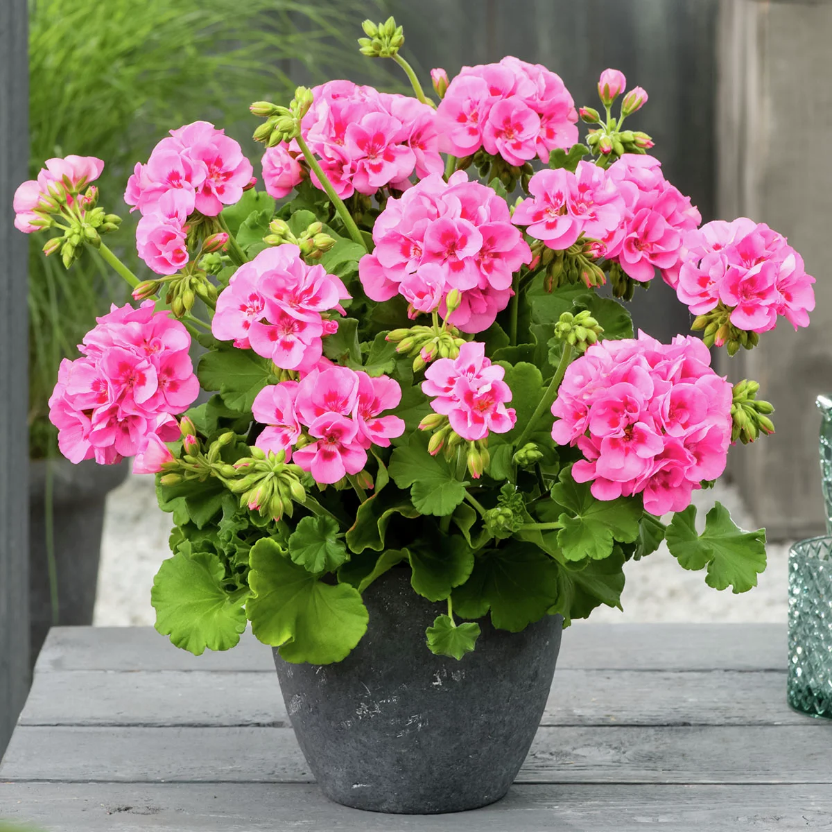 Calliope® Geranie Pink Splash