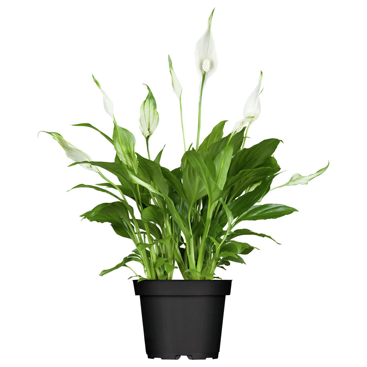 Einblatt, Höhe ca. 40-60 cm