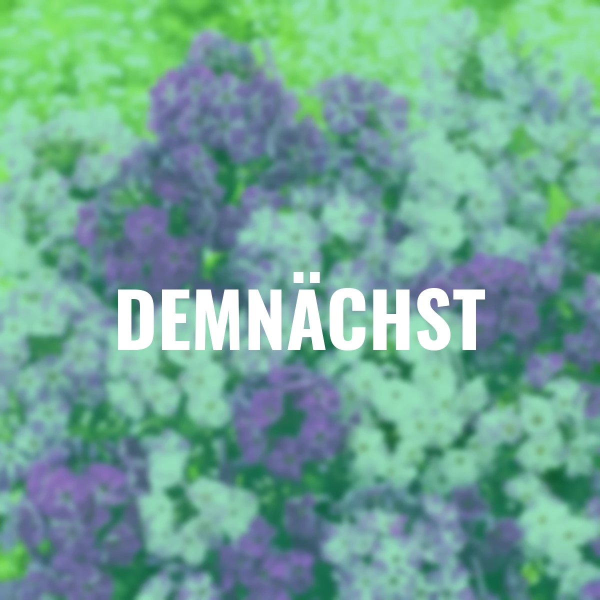 Zauberphlox Freckle Blue Shades