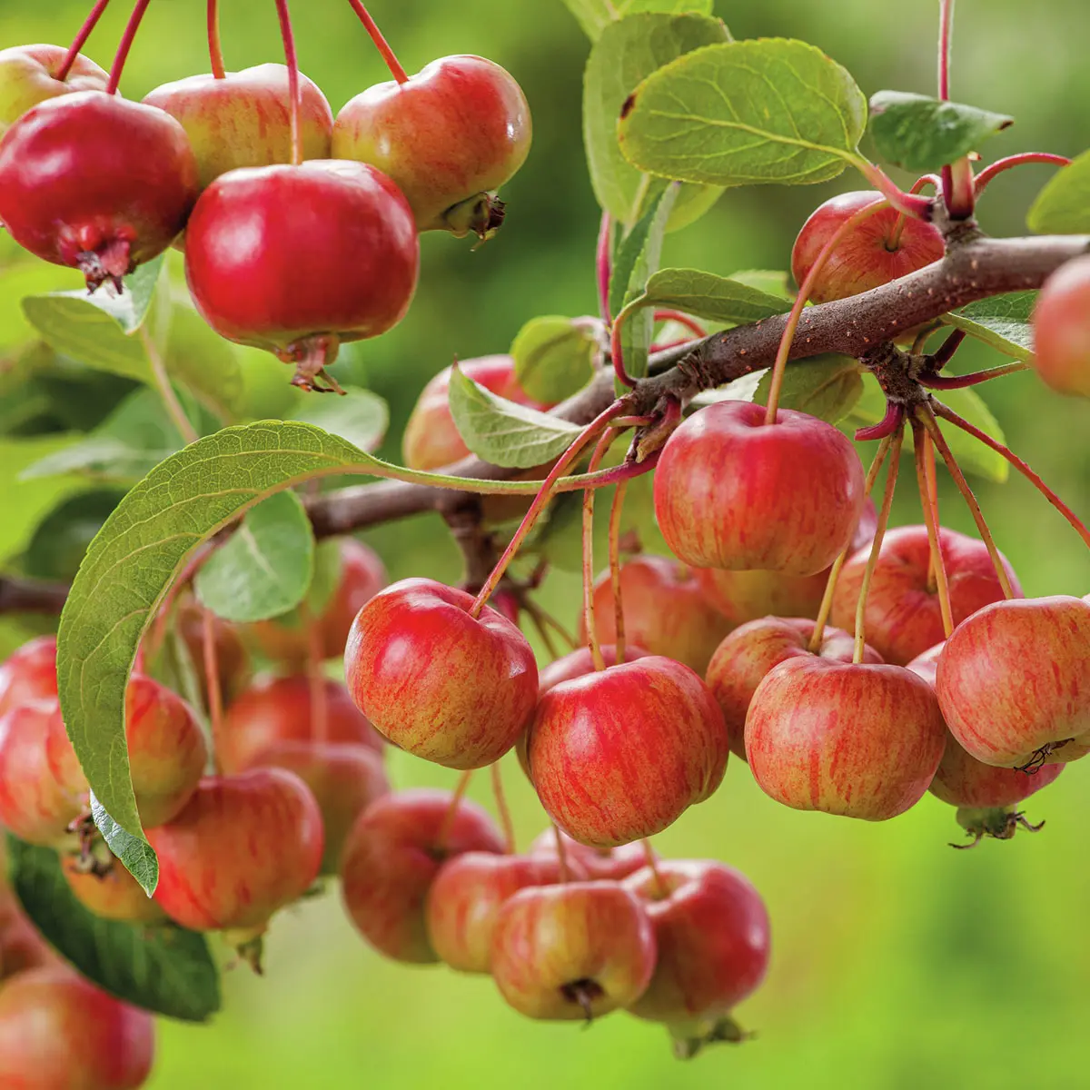 Zierapfel Evereste