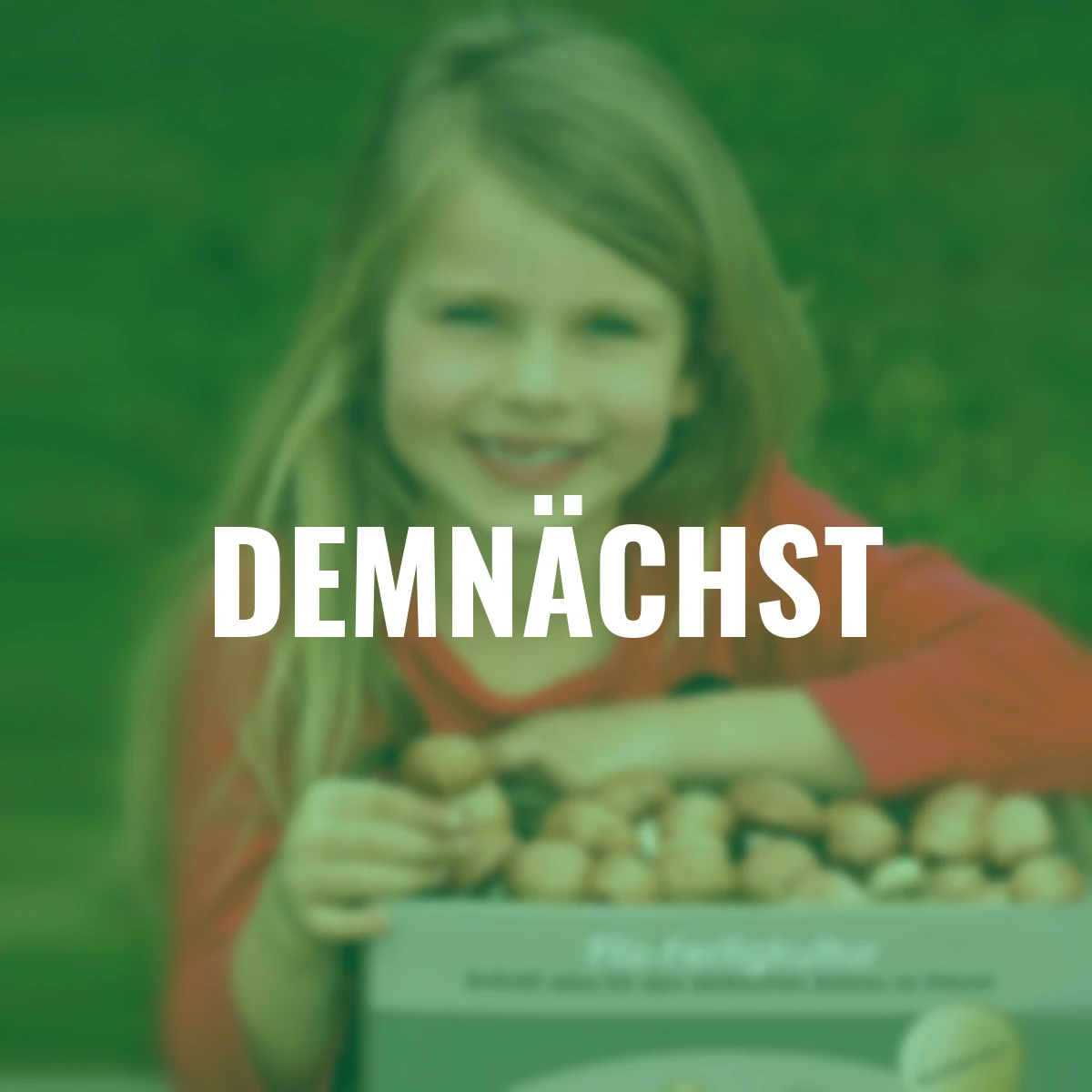 Pilzkultur-Set Steinchampignon