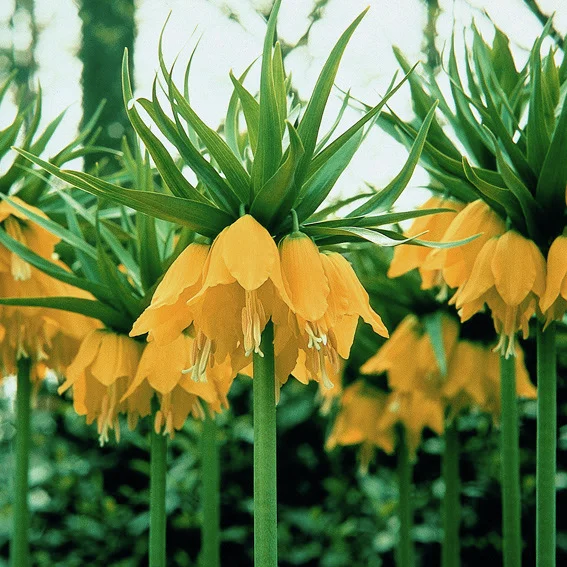Kaiserkrone Lutea, gelb