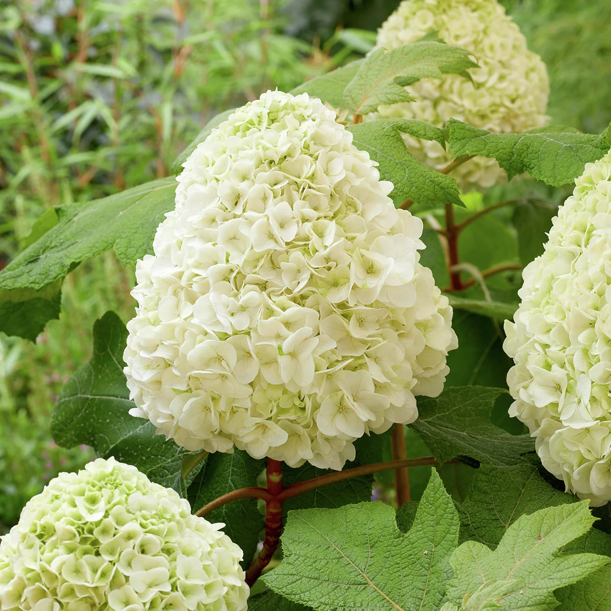 Eichenblatt-Hortensie Tara