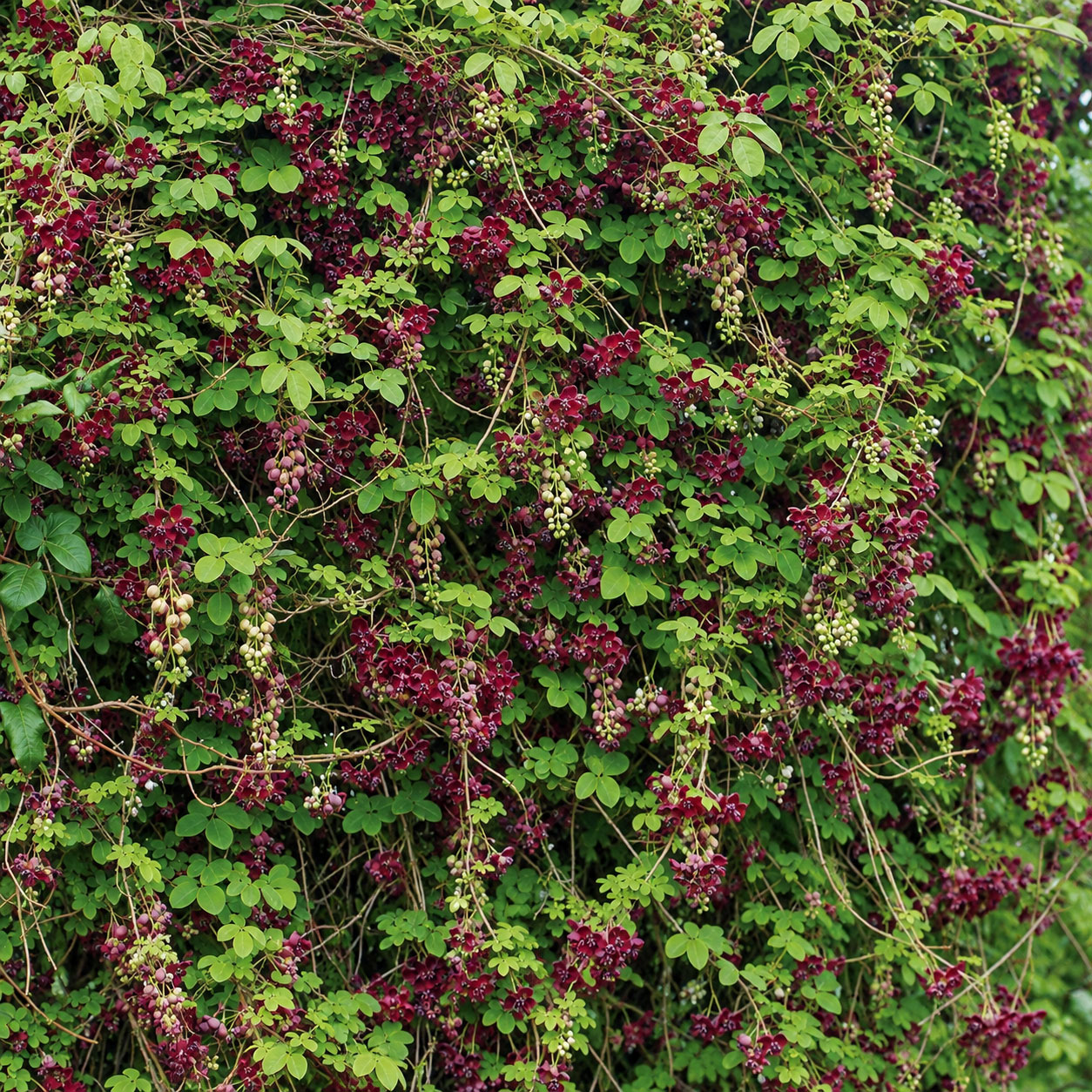 Schokoladenwein