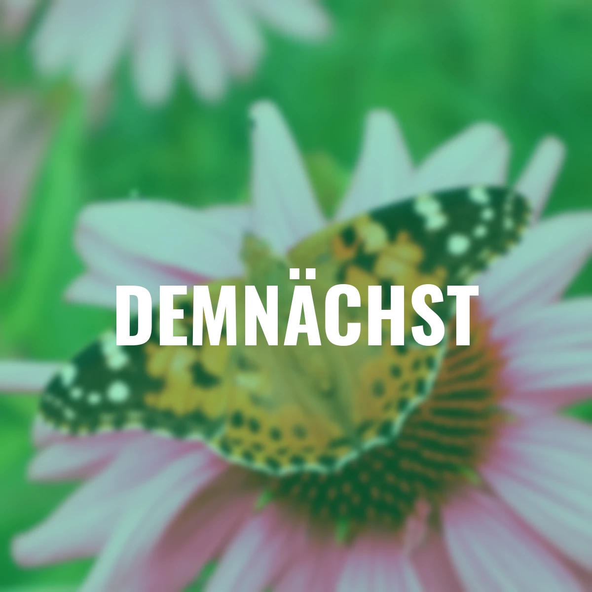 Sonnenhut Kim Knee`s High