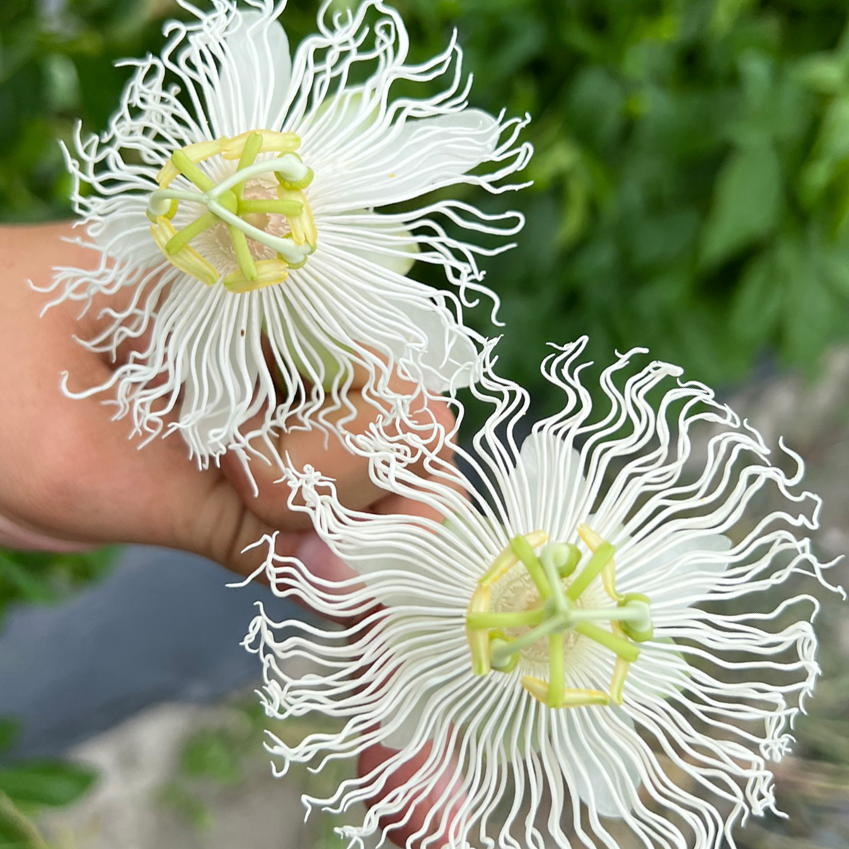 Passionsblume Cooltropics® Snowstar®, weiß