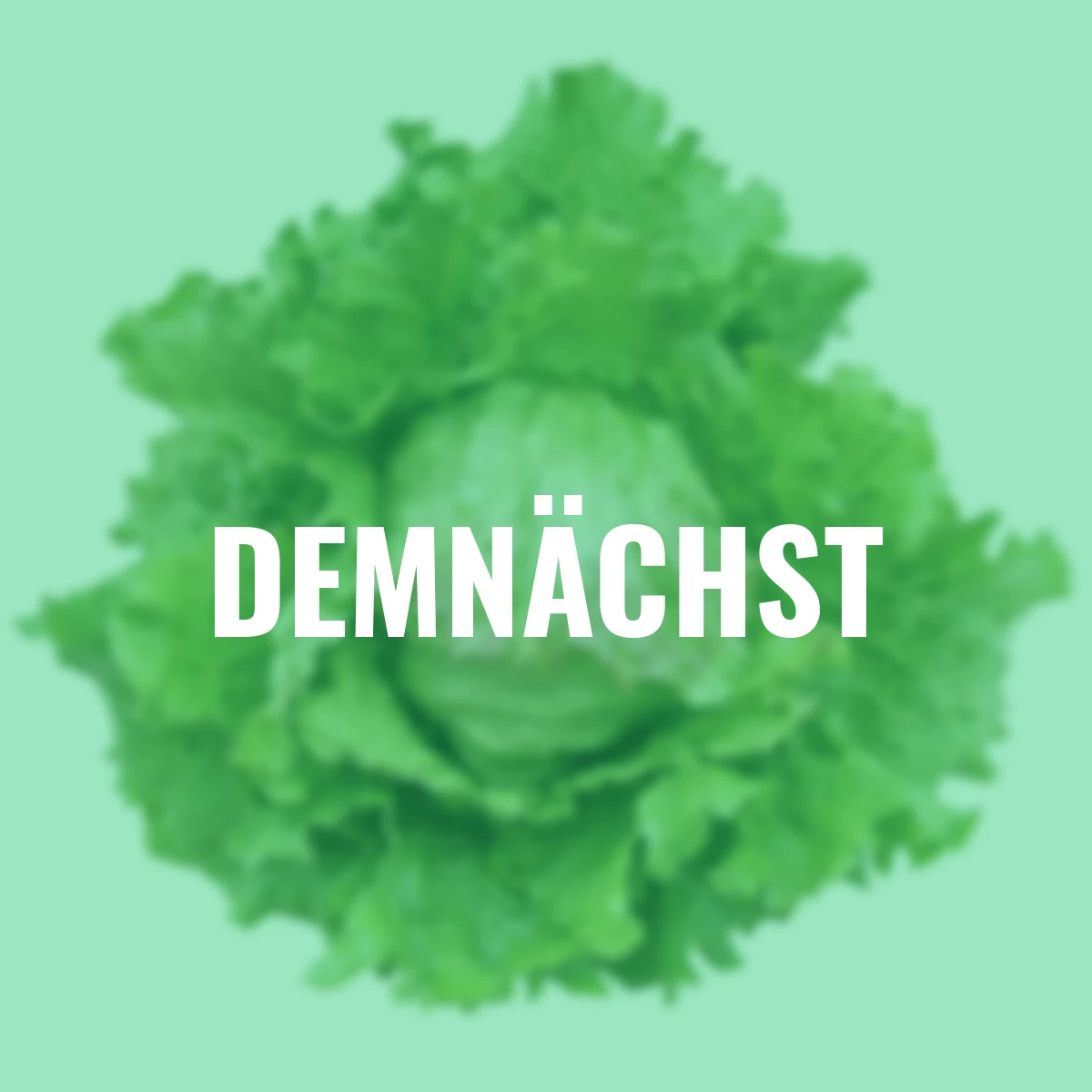 Saatgut-Holzbox Salatvielfalt, 7 Saatgut-Sorten