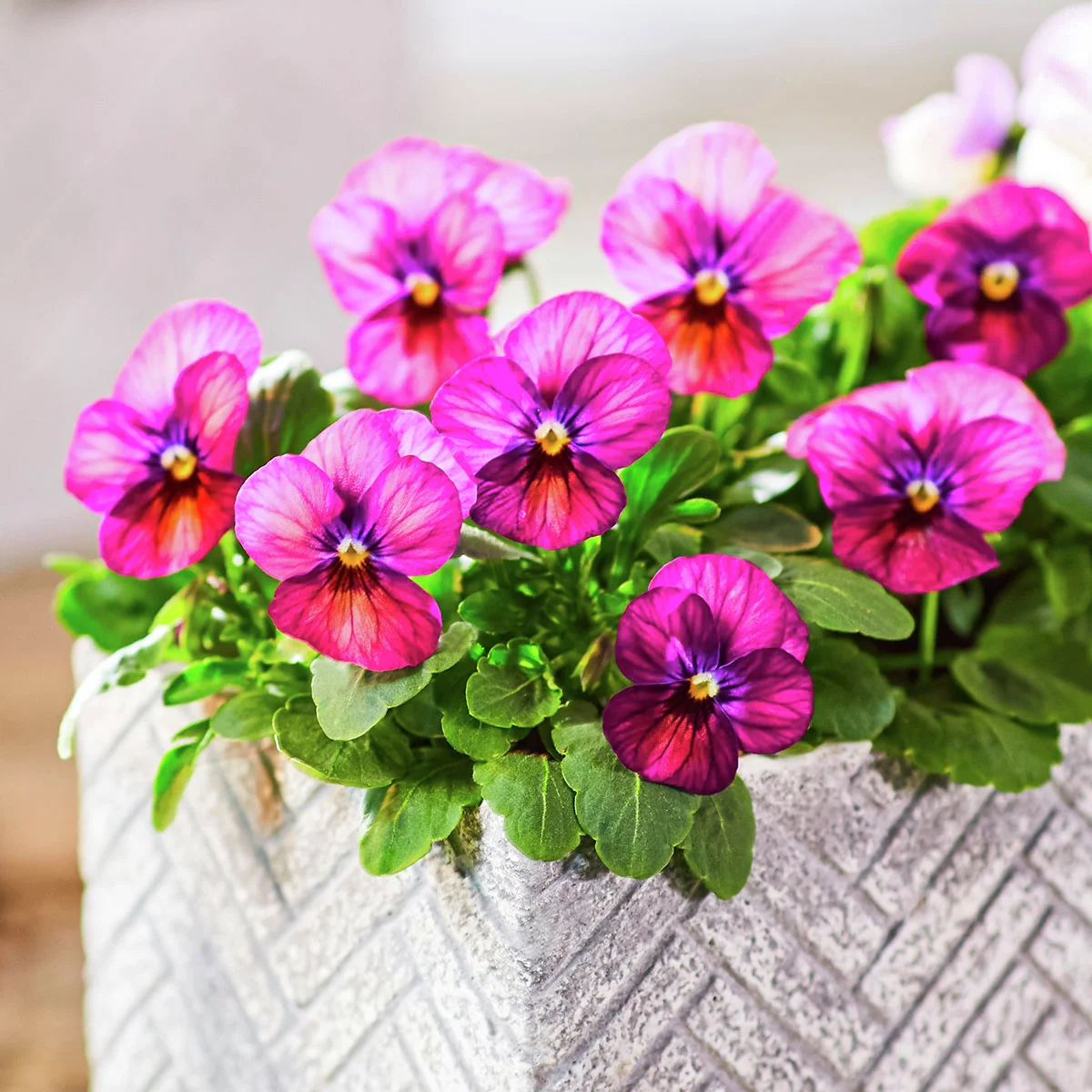 Mini-Hornveilchen Ice Babies® Caramel Pink