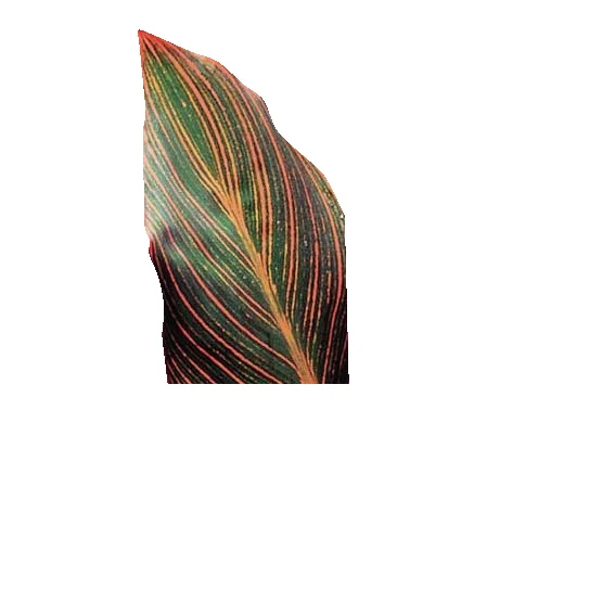 Riesen-Canna Andaloucia (Indisches Blumenrohr)