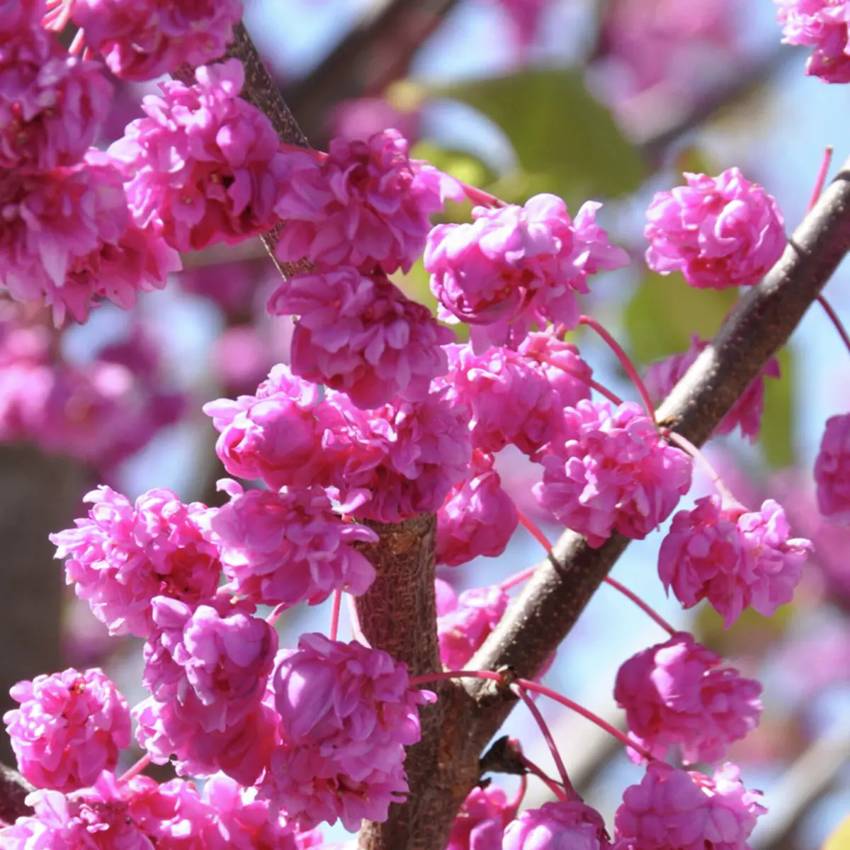 Judasbaum Pink Pom Poms