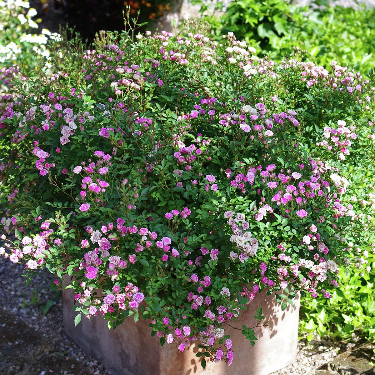 Mini-Rose Lilly Rose™, im ca. 12 cm-Topf