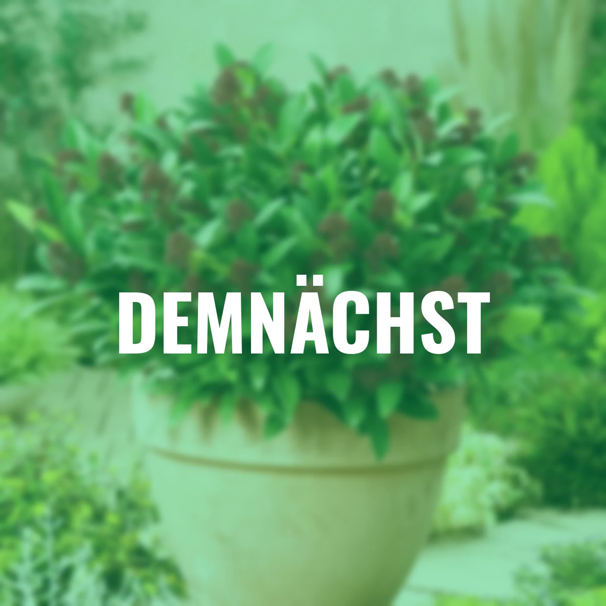 Japanische Blütenskimmie Rubella, im ca. 13 cm-Topf