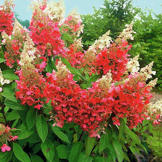 Rispen-Hortensie Pinky Winky, im ca. 21 cm-Topf