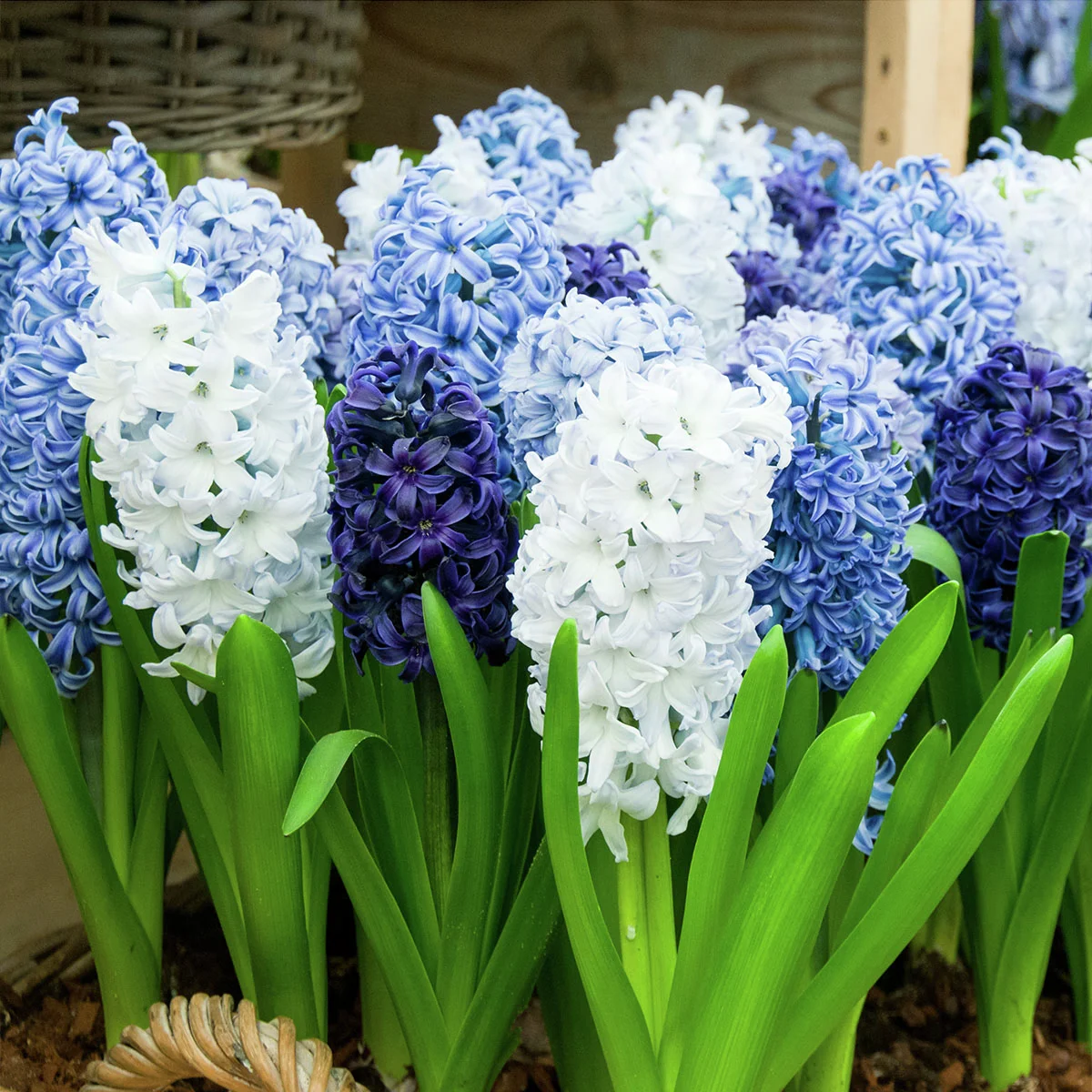 Gartenhyazinthen Blau-Weiße-Mischung