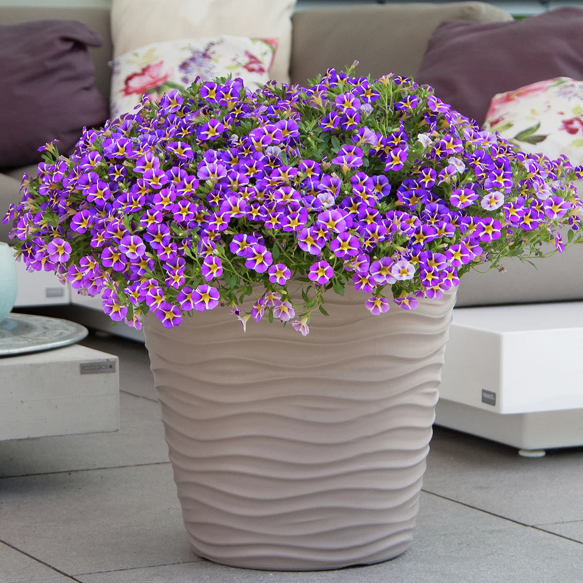 Zauberglöckchen, gesternt, violett-weiß-gelb