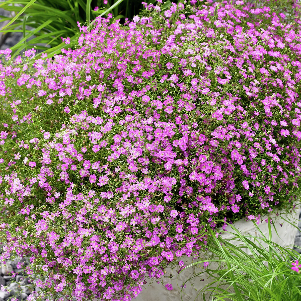 Schleierkraut Filou, pink