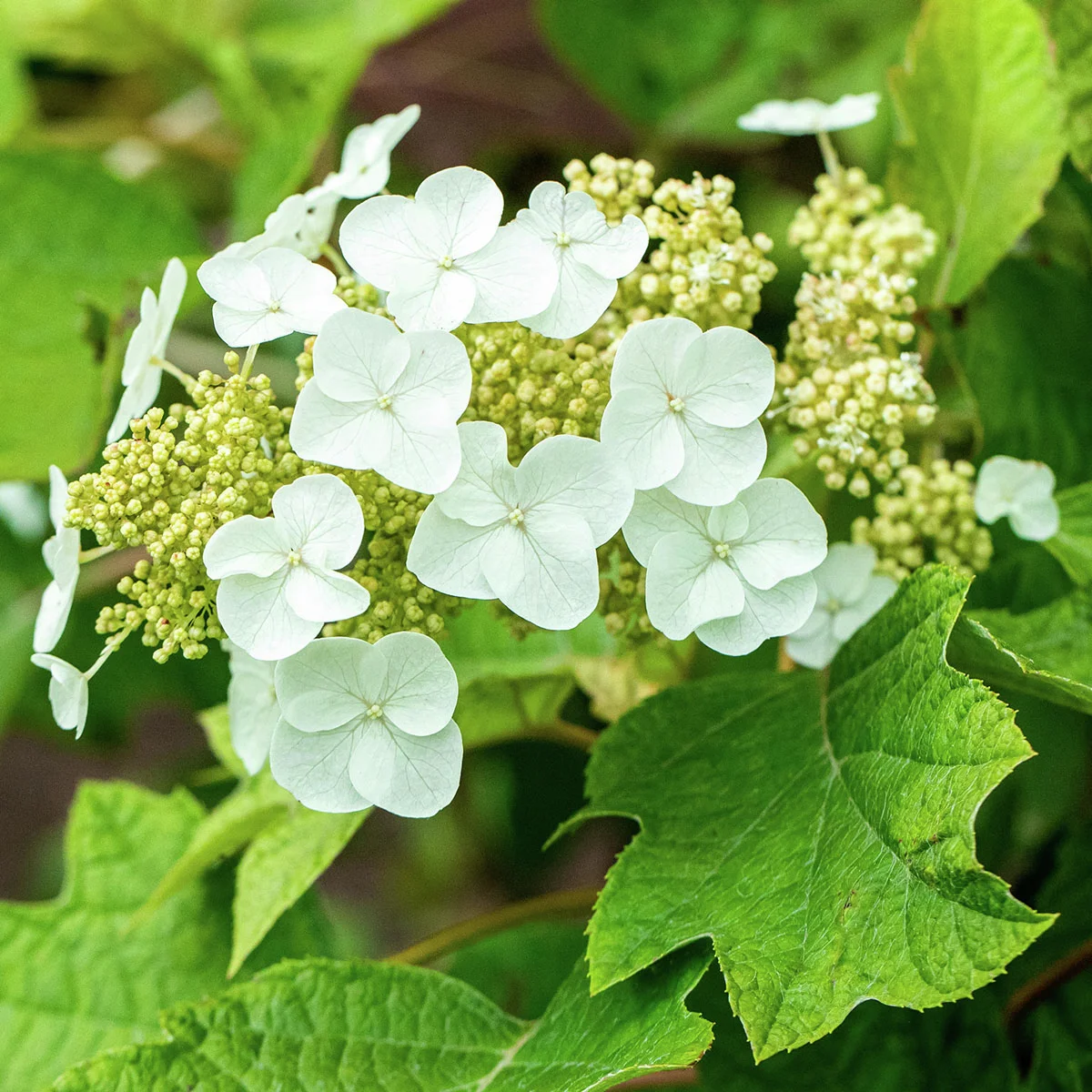 Eichenblatt-Hortensie Ruby Slippers(R)