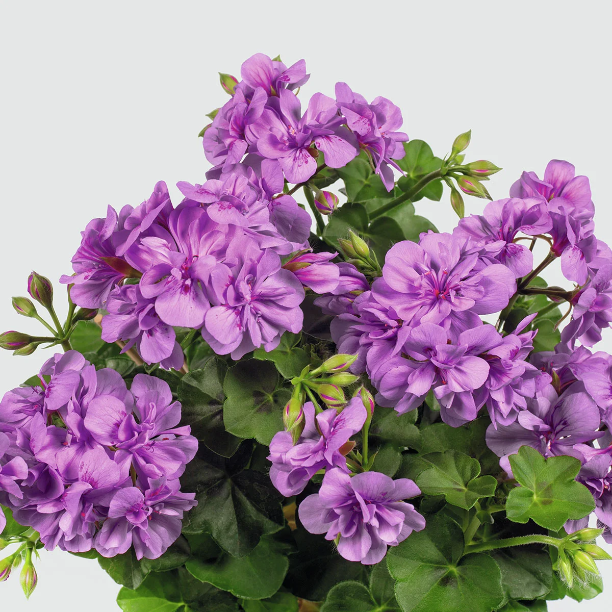 Hänge-Geranie, violett