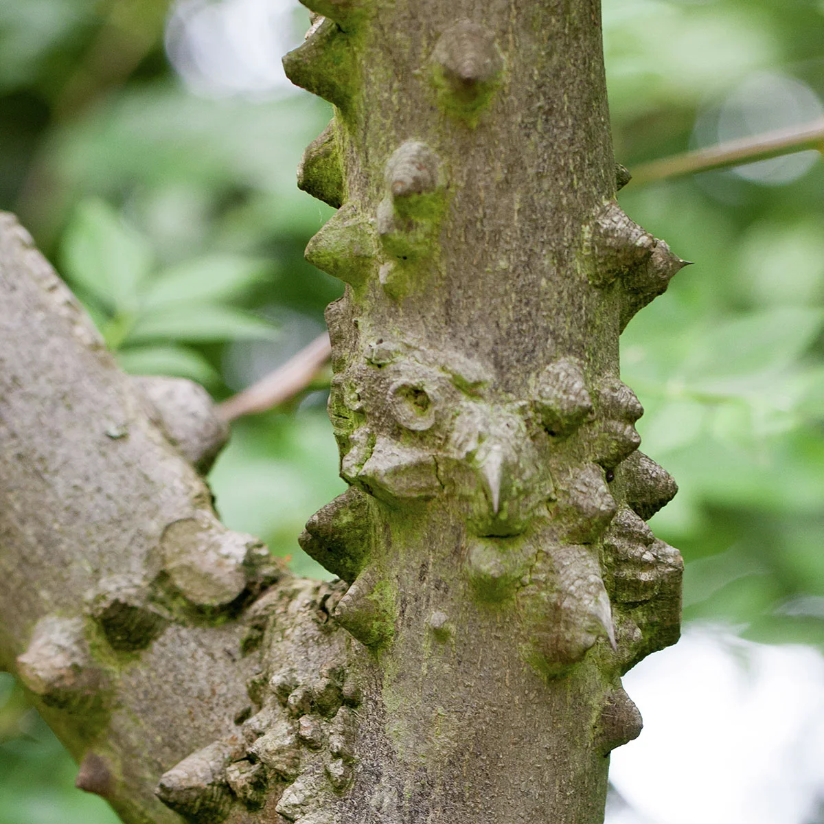 Täuschende Stachelesche