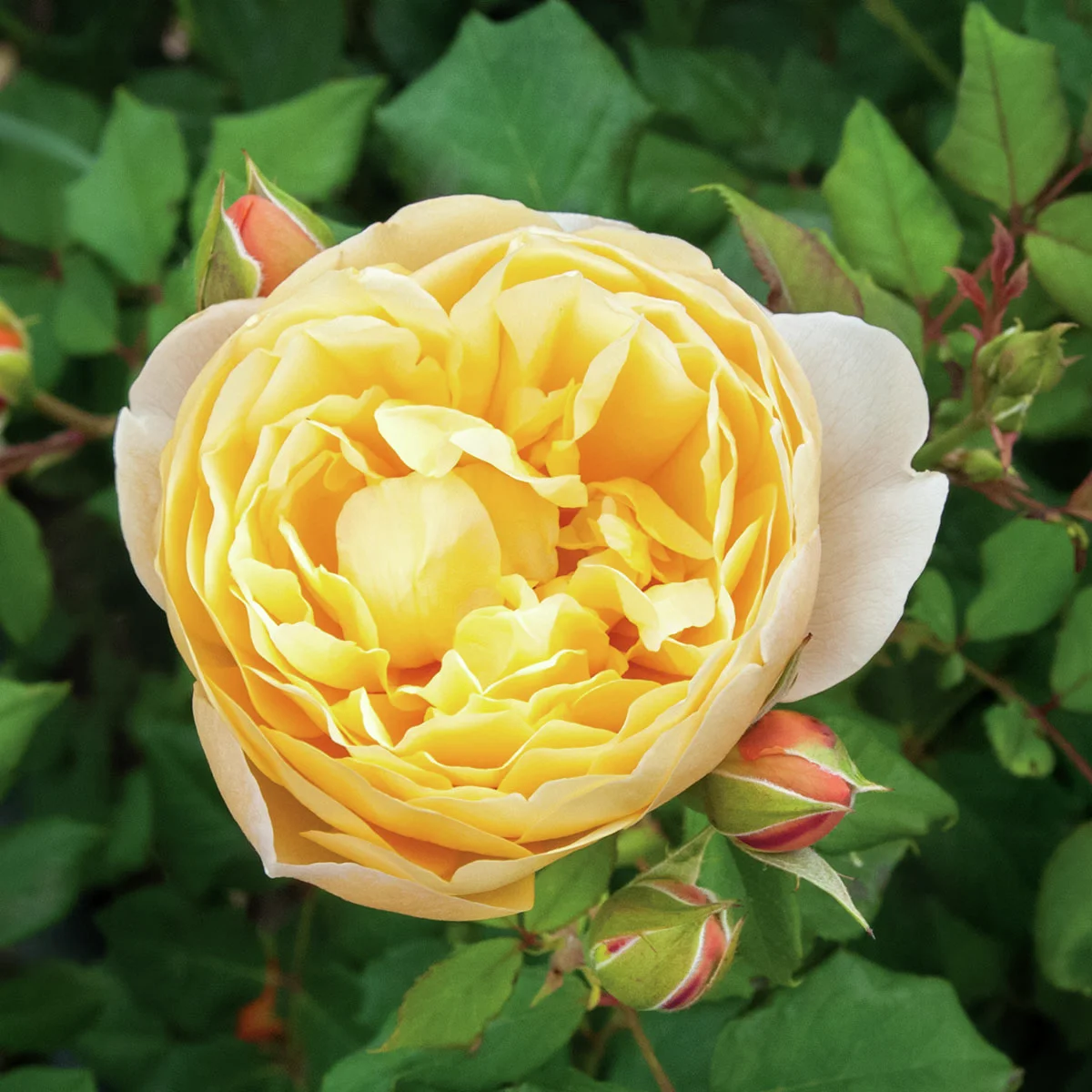Edelrose Olivera Frayla, wurzelverpackt