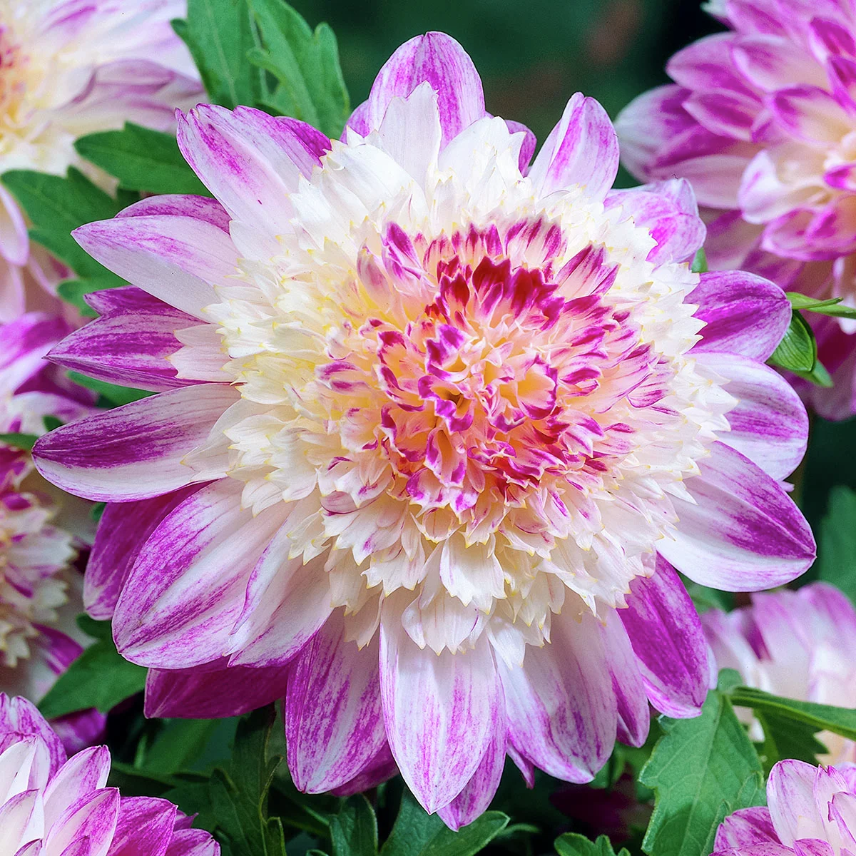 Anemonenblütige Dahlie Que Sera