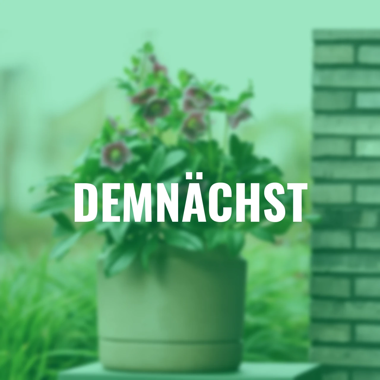 Lenzrose ViV Batista, Höhe ca. 20-25 cm