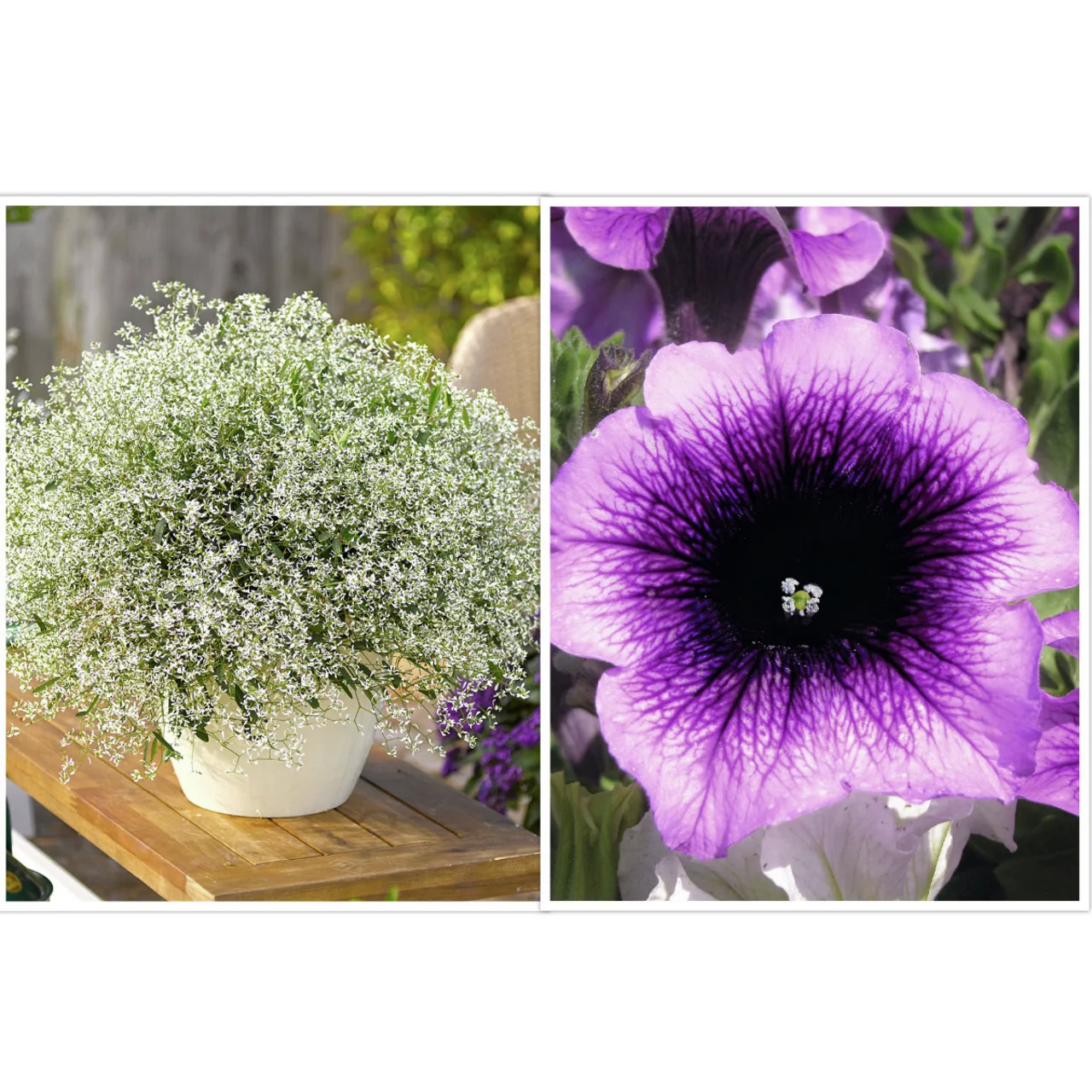 Sommerblumen-Set Sommerduett