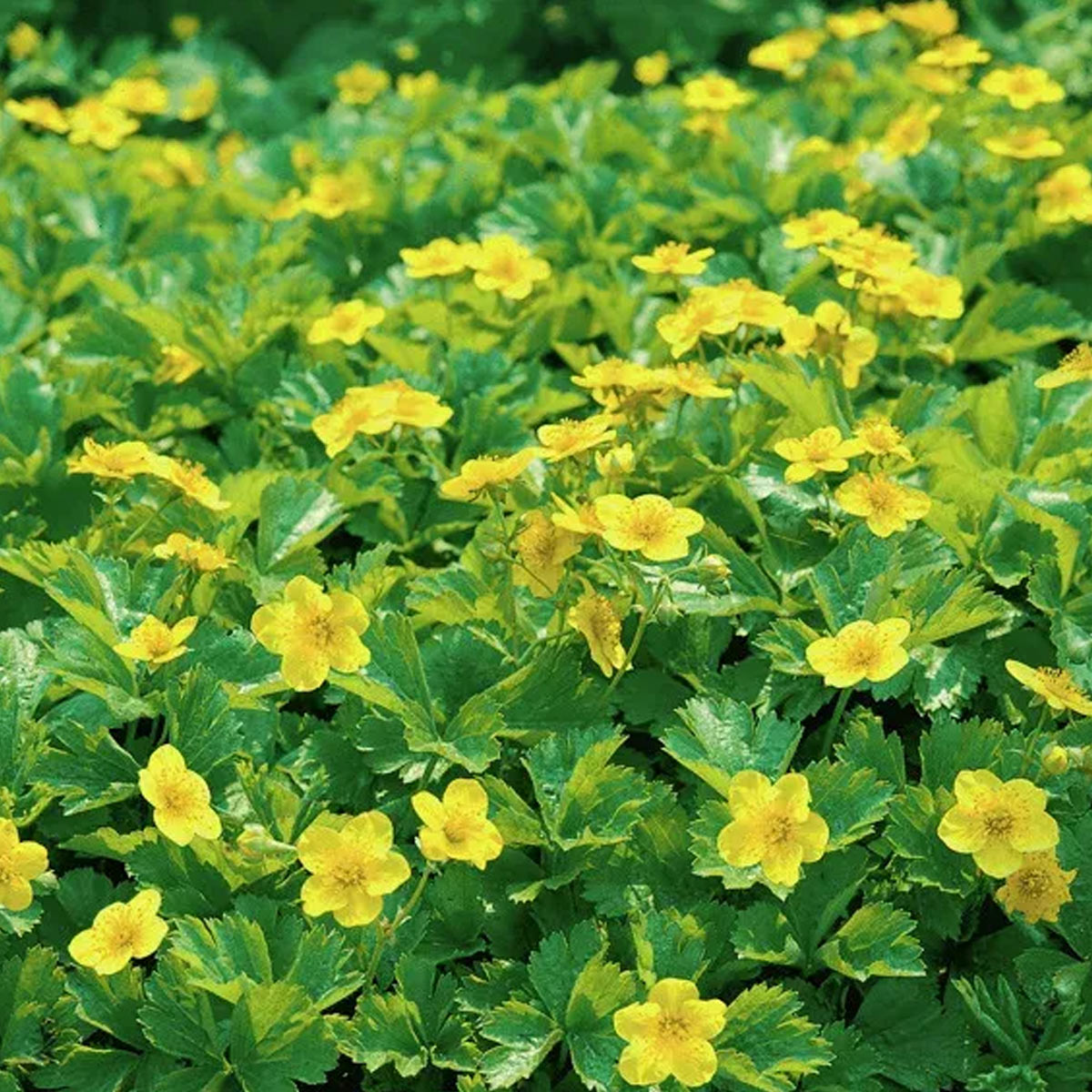 Waldsteinie als immergrüner Bodendecker mit gelben Blüten im Schattengarten