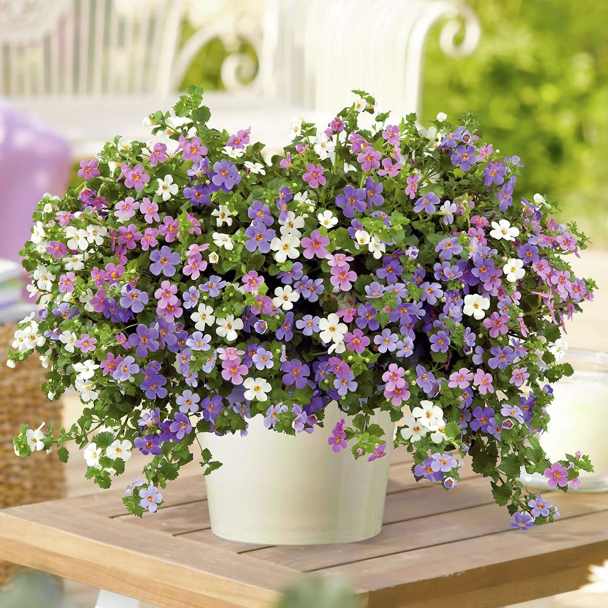 Trio-Schneeflockenblume, weiß-rosa-blau