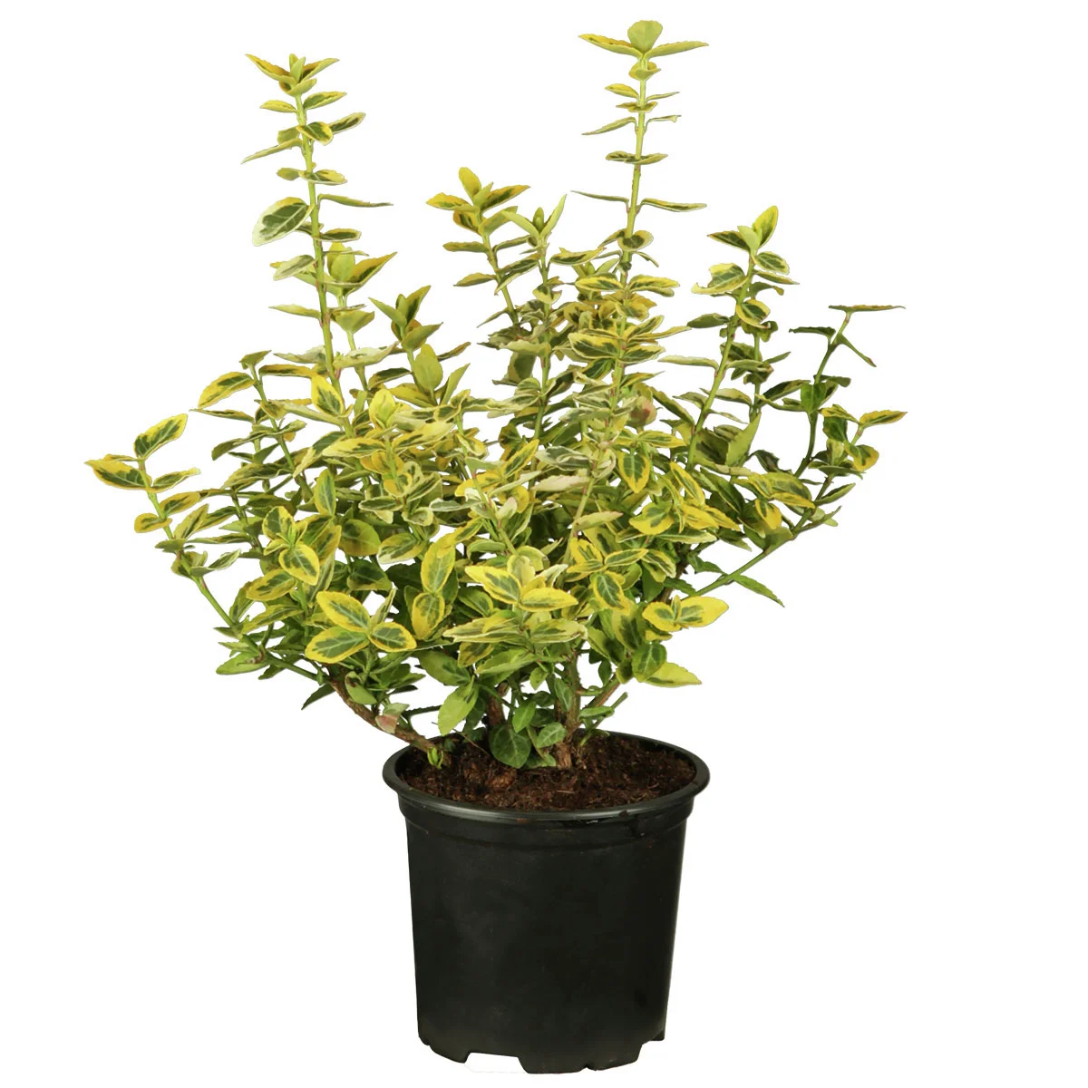 Spindelstrauch Emerald'n Gold