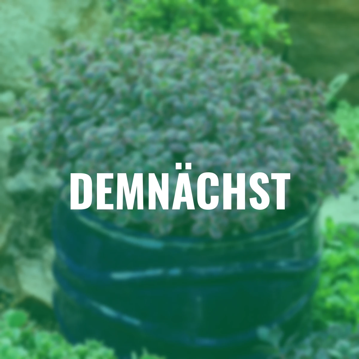 Fetthenne Dream Dazzler