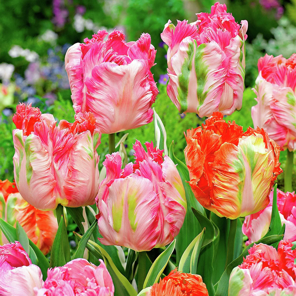 Candy Blush-Tulpen-Mischung