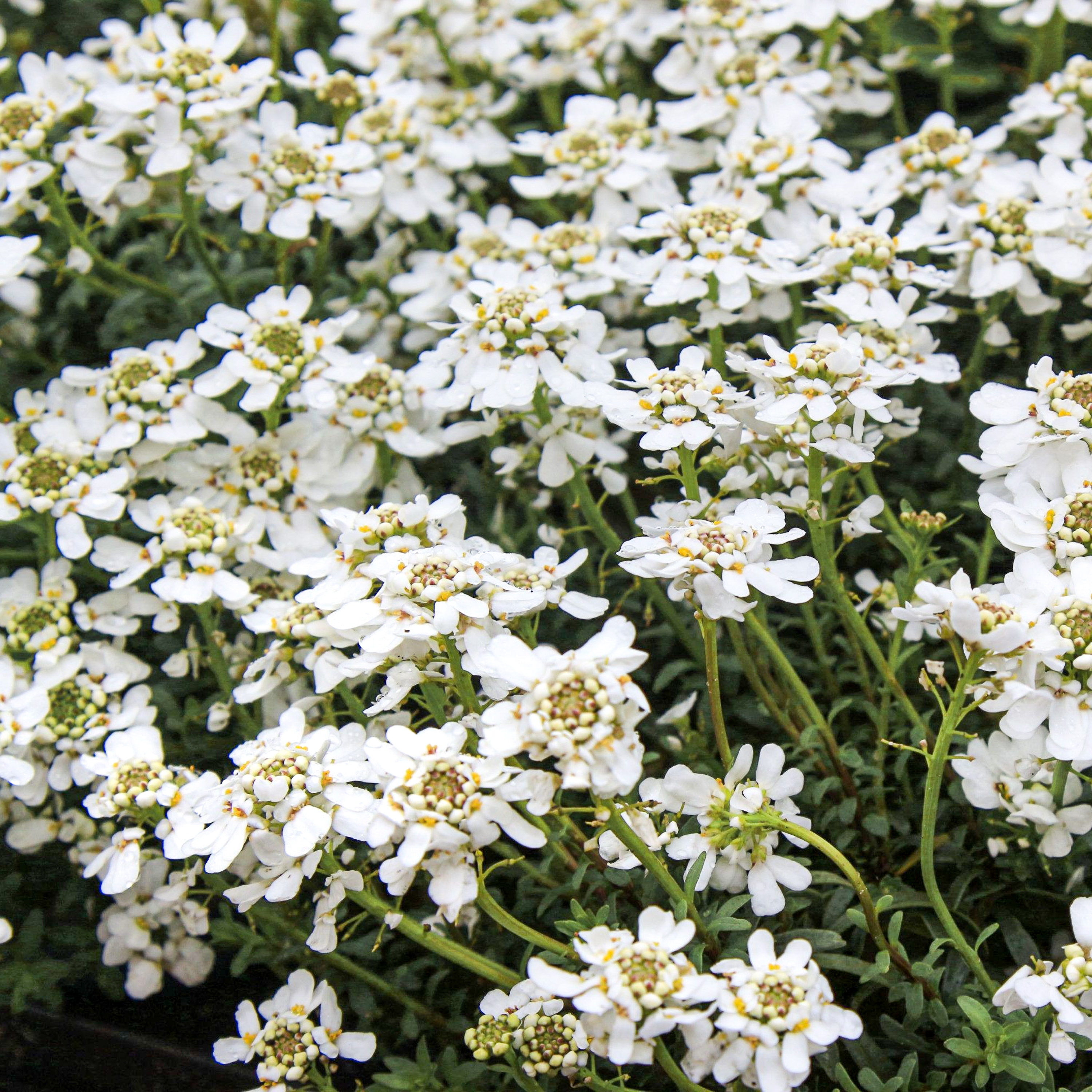 Schleifenblume Appen Etz