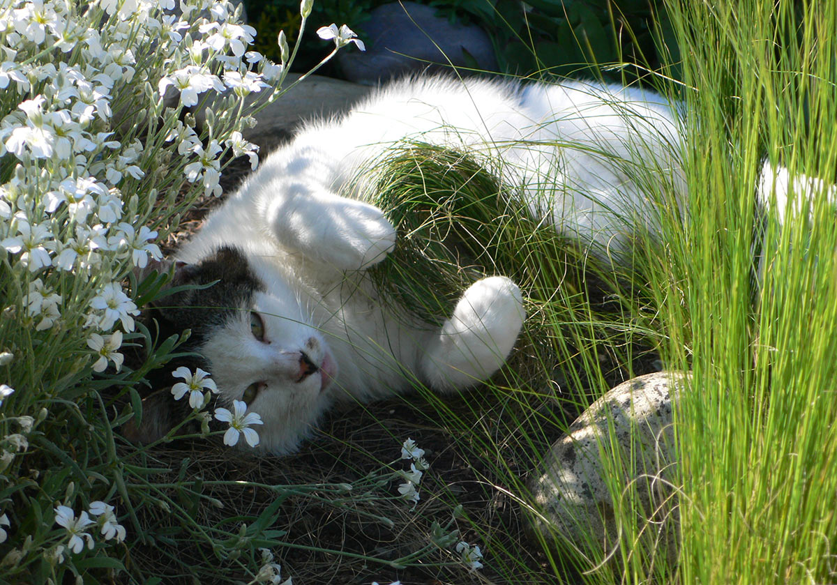 Weiß-graue Katze räkelt sich zwischen weiß blühendem Hornkraut und feinen Ziergräsern – Foto von Ann-Kathrin, Platz 2 beim Gärtner Harry Fotowettbewerb „Dein schönster Garten-Moment im Sommer“