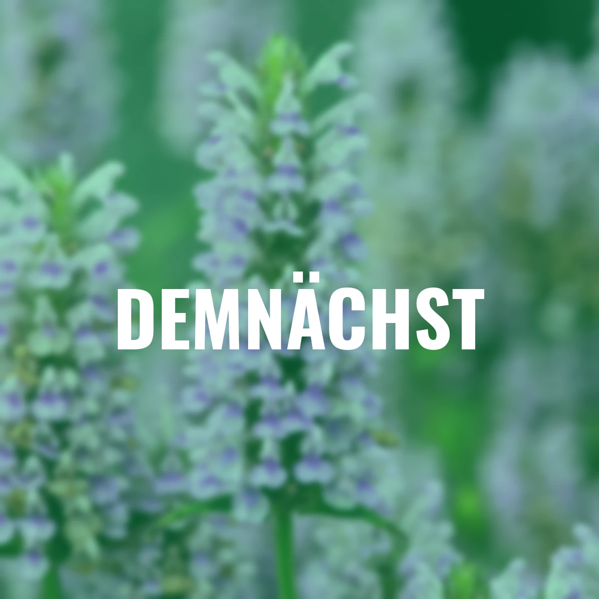 Kaschmirminze Pink Cat