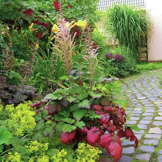 Prachtspiere Color Flash