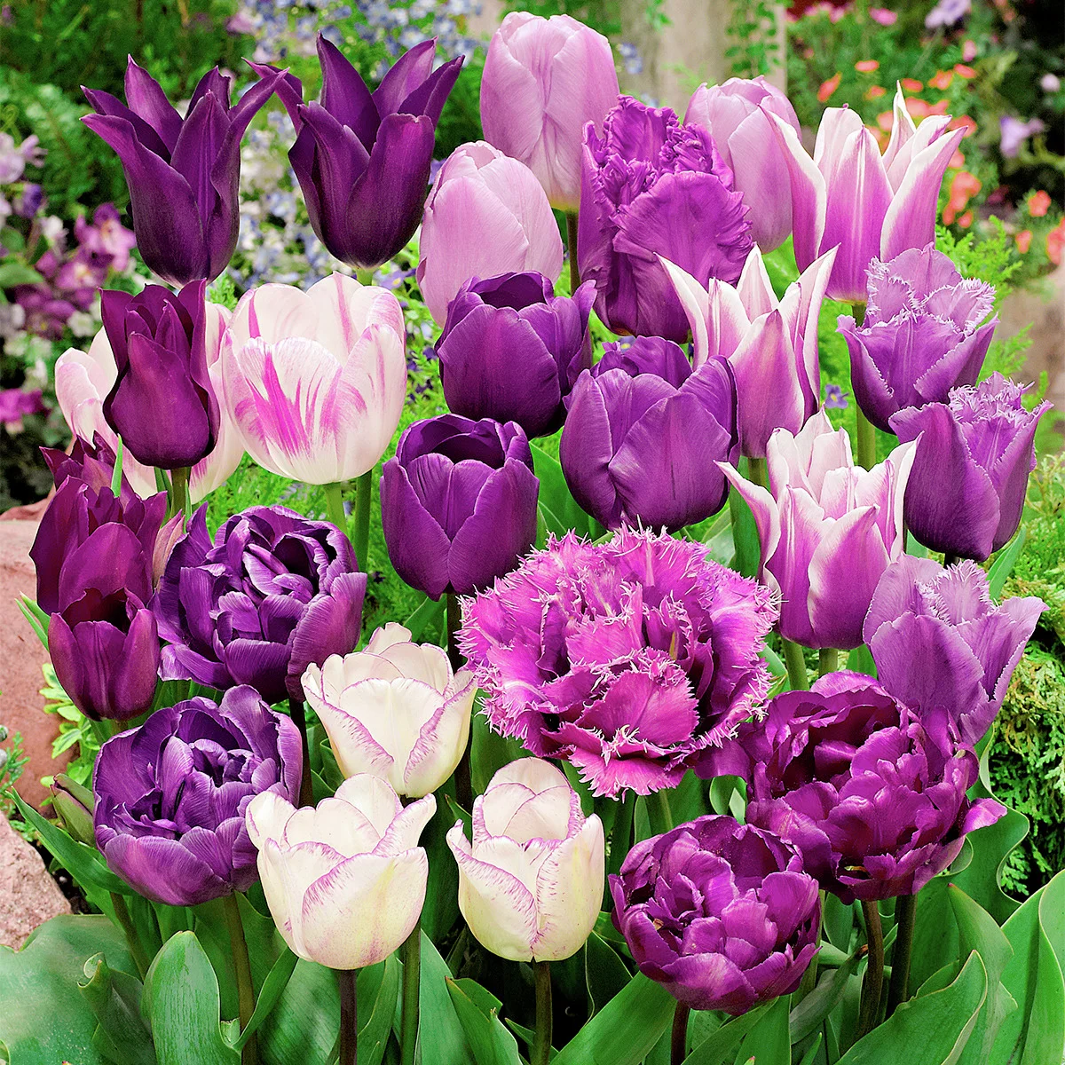 Mischung Violetter Tulpenzauber