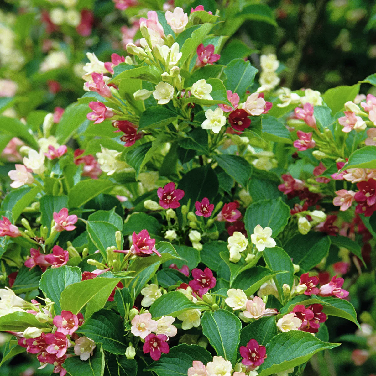 Zauber-Weigelie Marjorie®