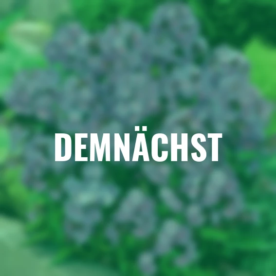 Zauberphlox, blau-violett