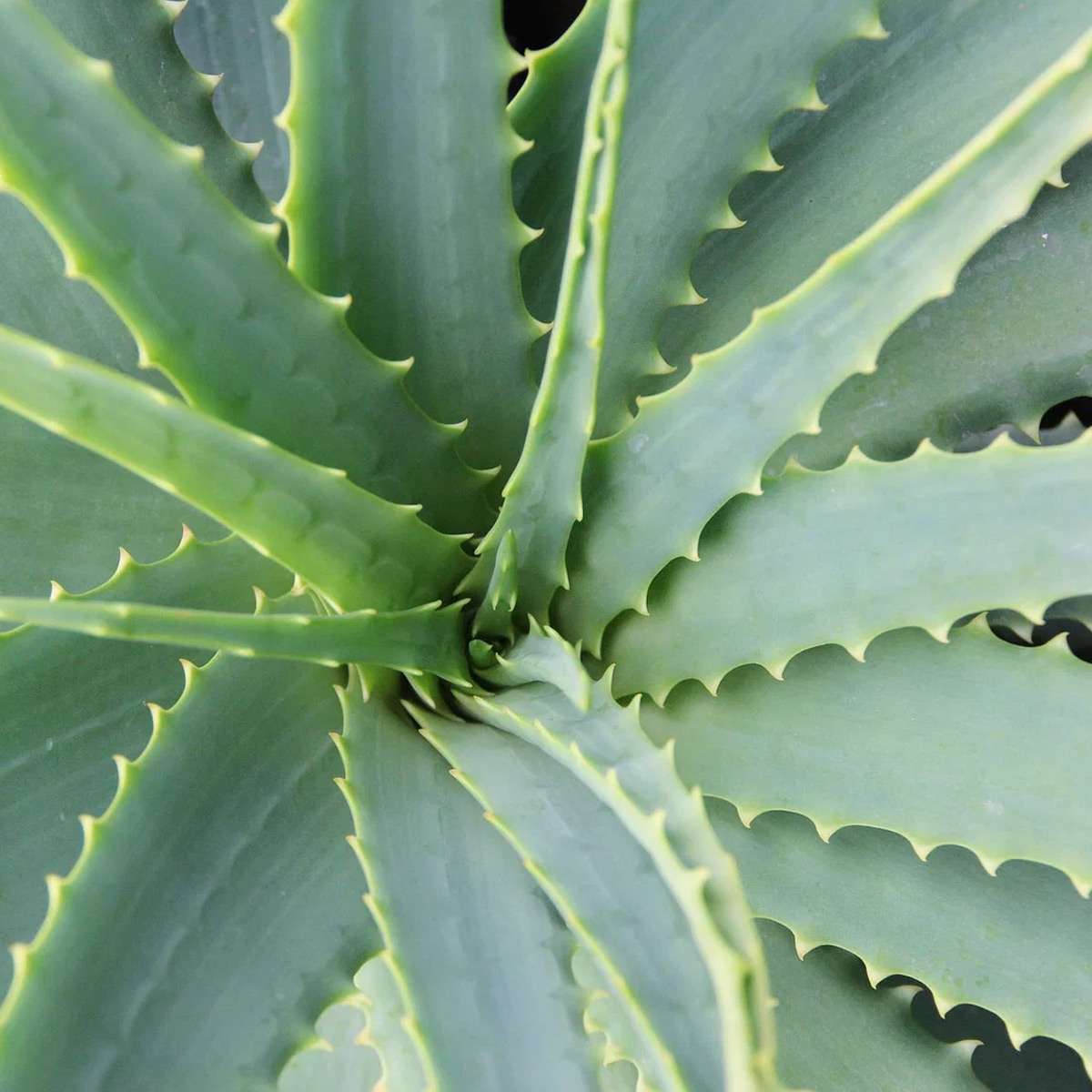 Aloe Vera, Höhe ca. 20-40 cm